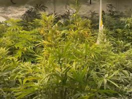 İzmir’in Seferihisar ilçesinde odaları uyuşturucu serasına çevrilen bir villaya operasyon düzenlendi. Yapılan aramalarda 234 kök kenevir bitkisi ve 3 kilo 745 gram esrar ele geçirildi. Olayla ilgili 1 kişi gözaltına alındı.